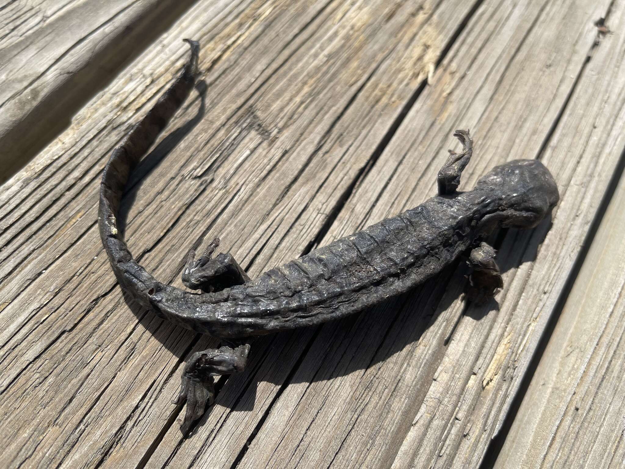 Image of Barred Tiger Salamander