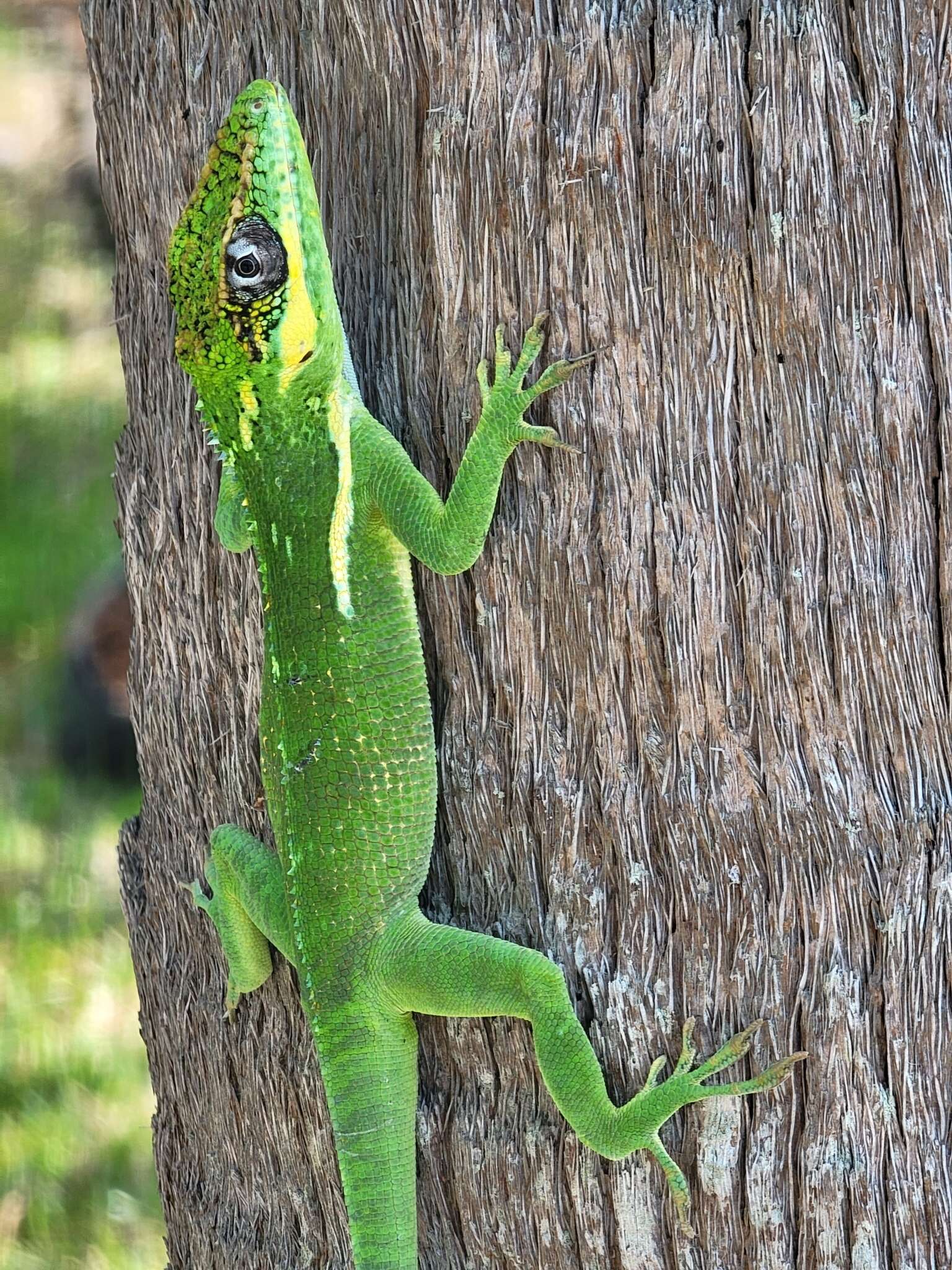 Image of Cuban Giant Anole