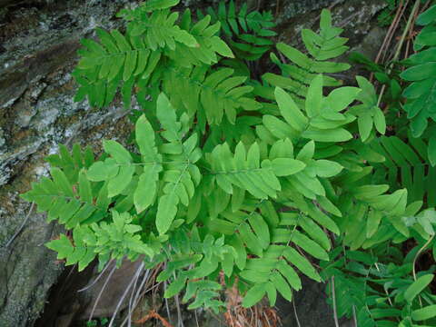 Image of Royal Fern