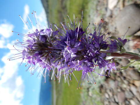 Image of silky phacelia