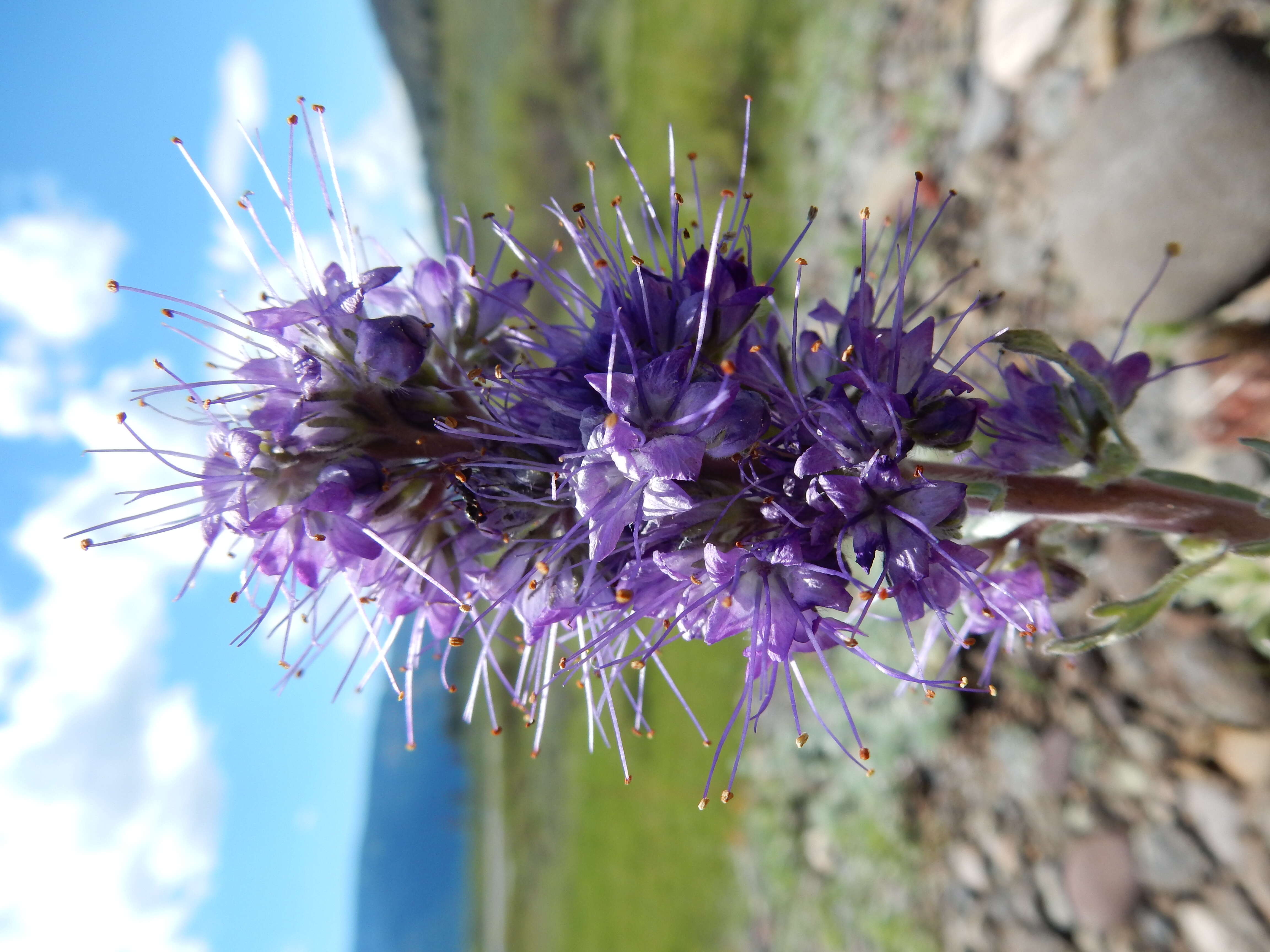 Image of silky phacelia