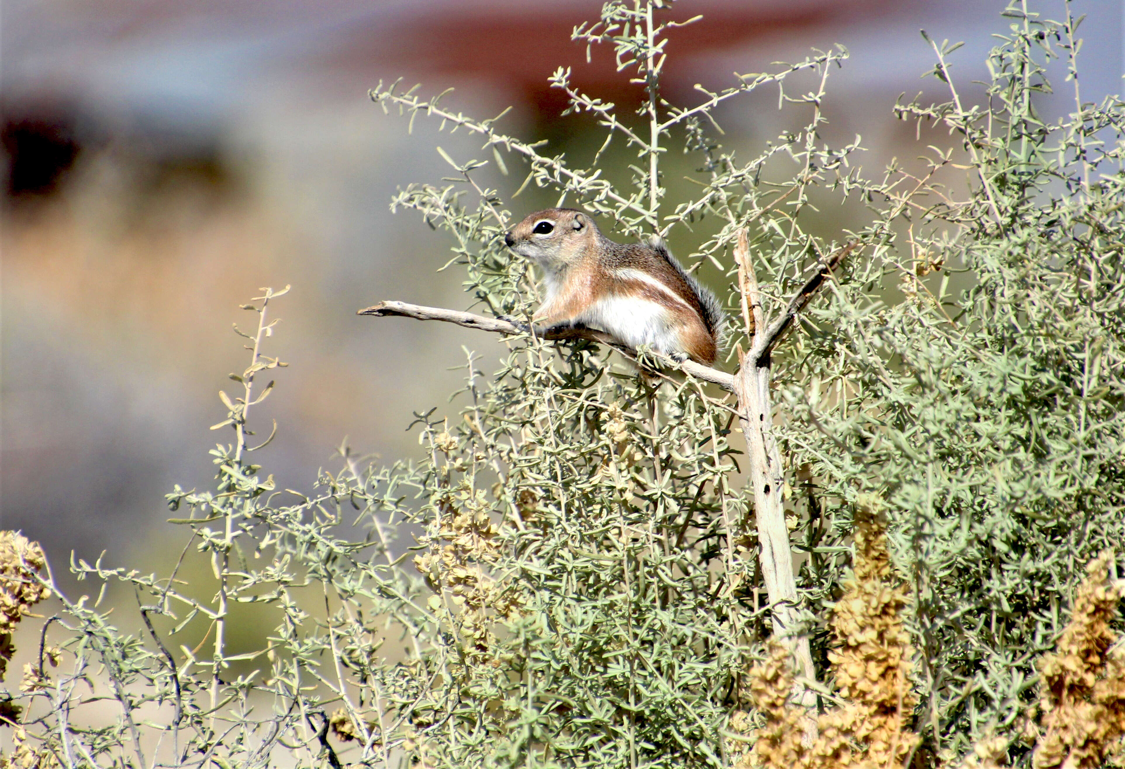 Image of white-tailed antelope squirrel