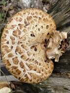 Image of dryad's saddle