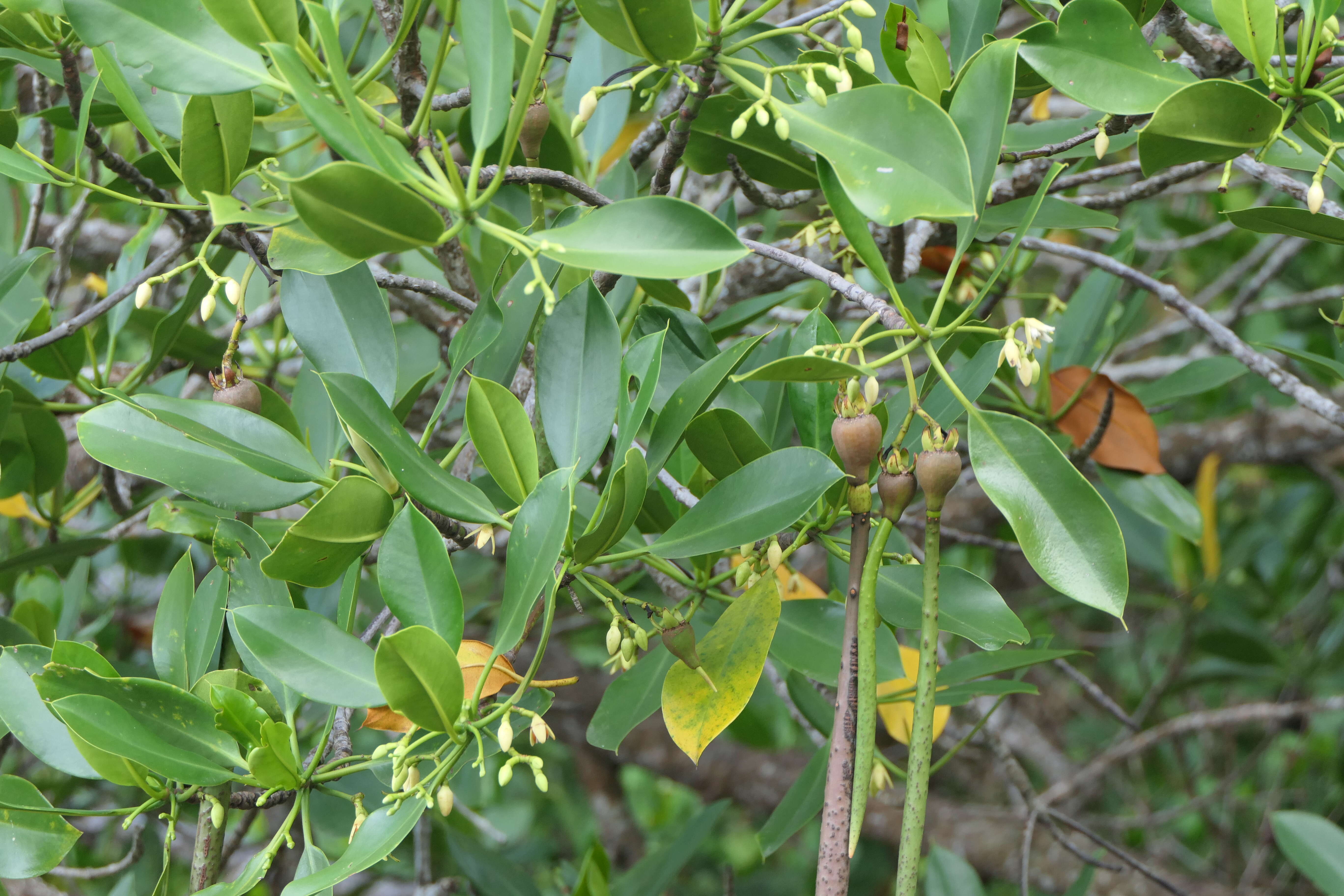 Plancia ëd Rhizophora mucronata Lam.