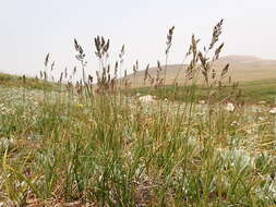 Image de Poa fendleriana (Steud.) Vasey