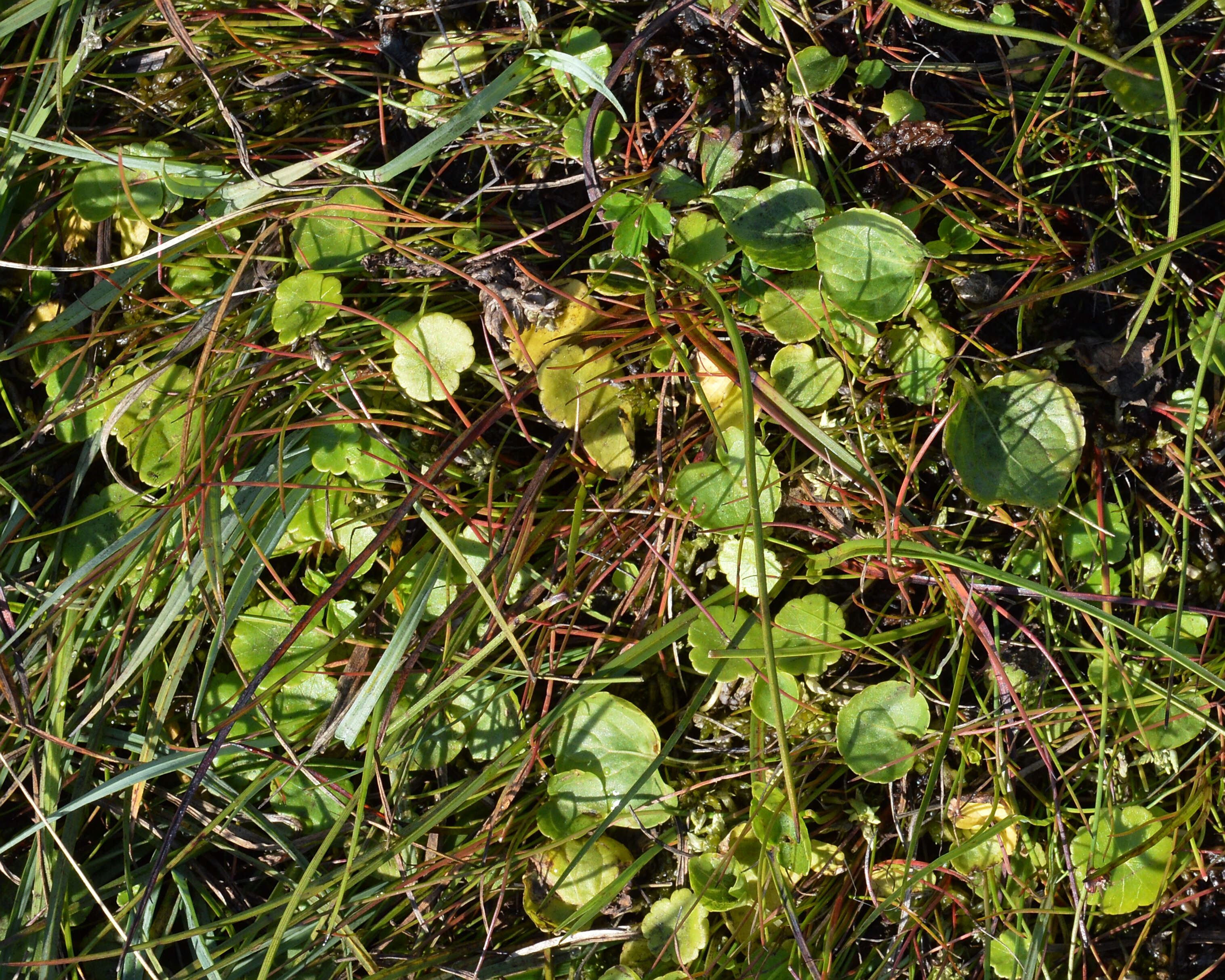 Image of Marsh Pennywort