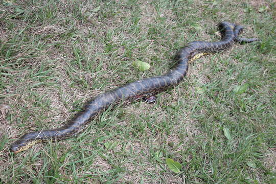 Image of Yellow anaconda