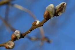 Image of goat willow