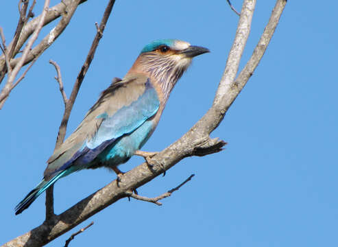 Image of Indian Roller