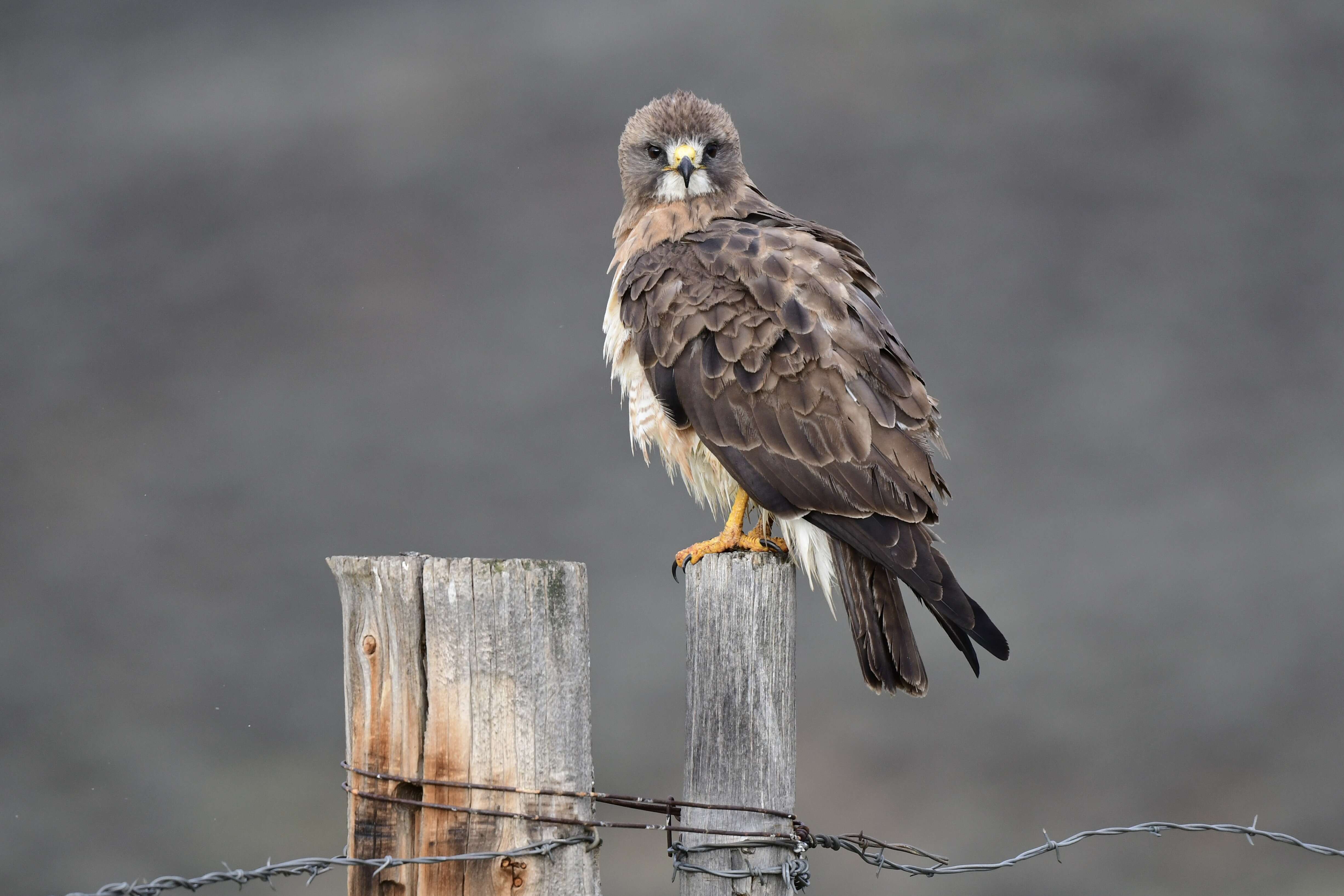 Image of Red-tailed Hawk