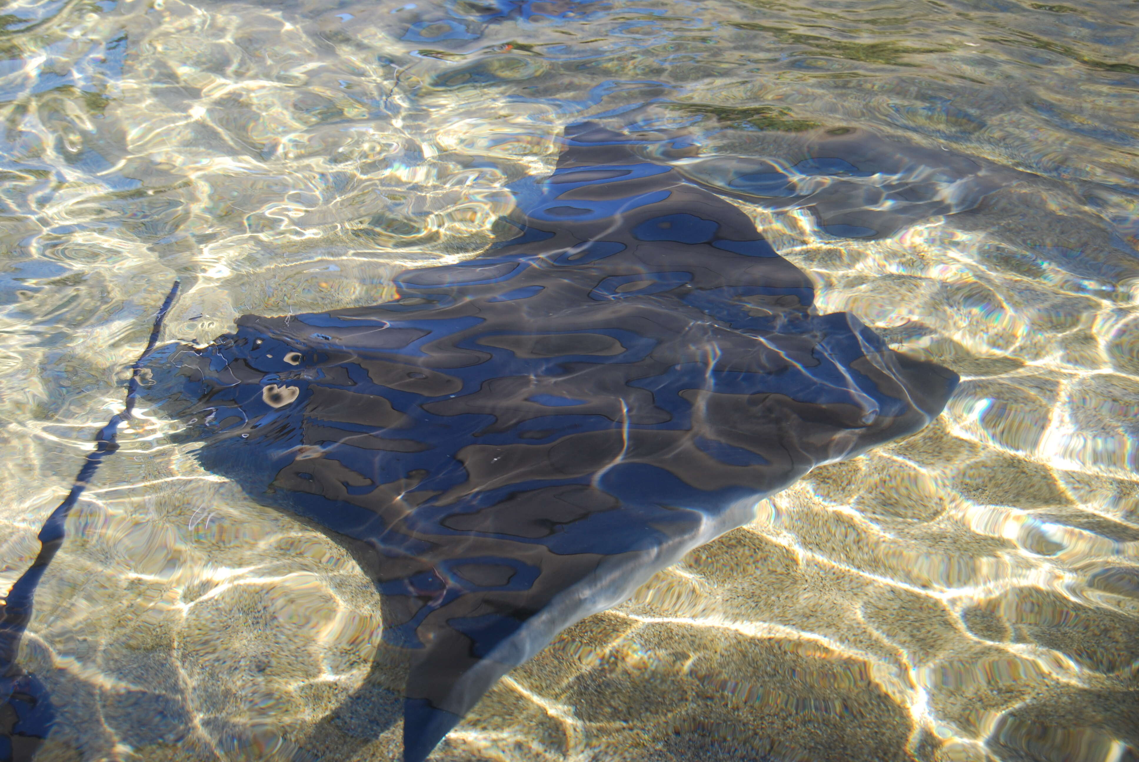 Image de Aigle de mer técolette