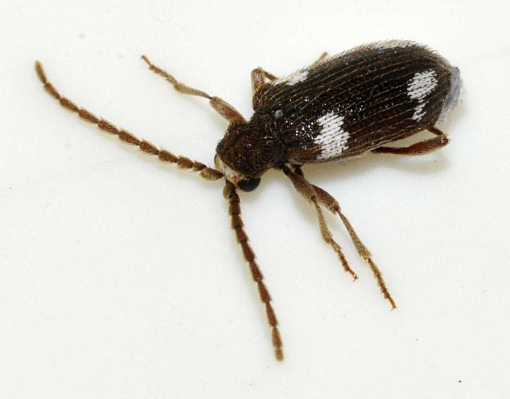 Image of Ptinus sexpunctatus