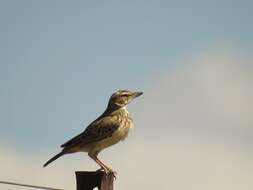 Image of Sabota Lark