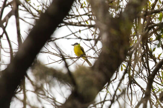 Image of Western Kingbird