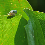 Image of American Green Treefrog