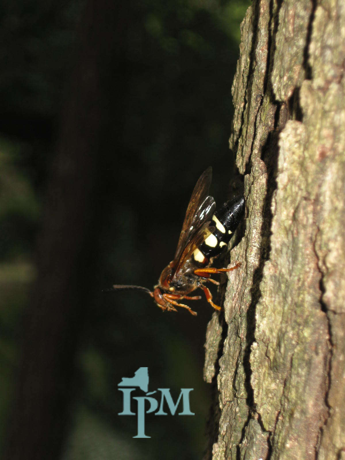 Image of Spheciina Nemkov & Ohl 2011