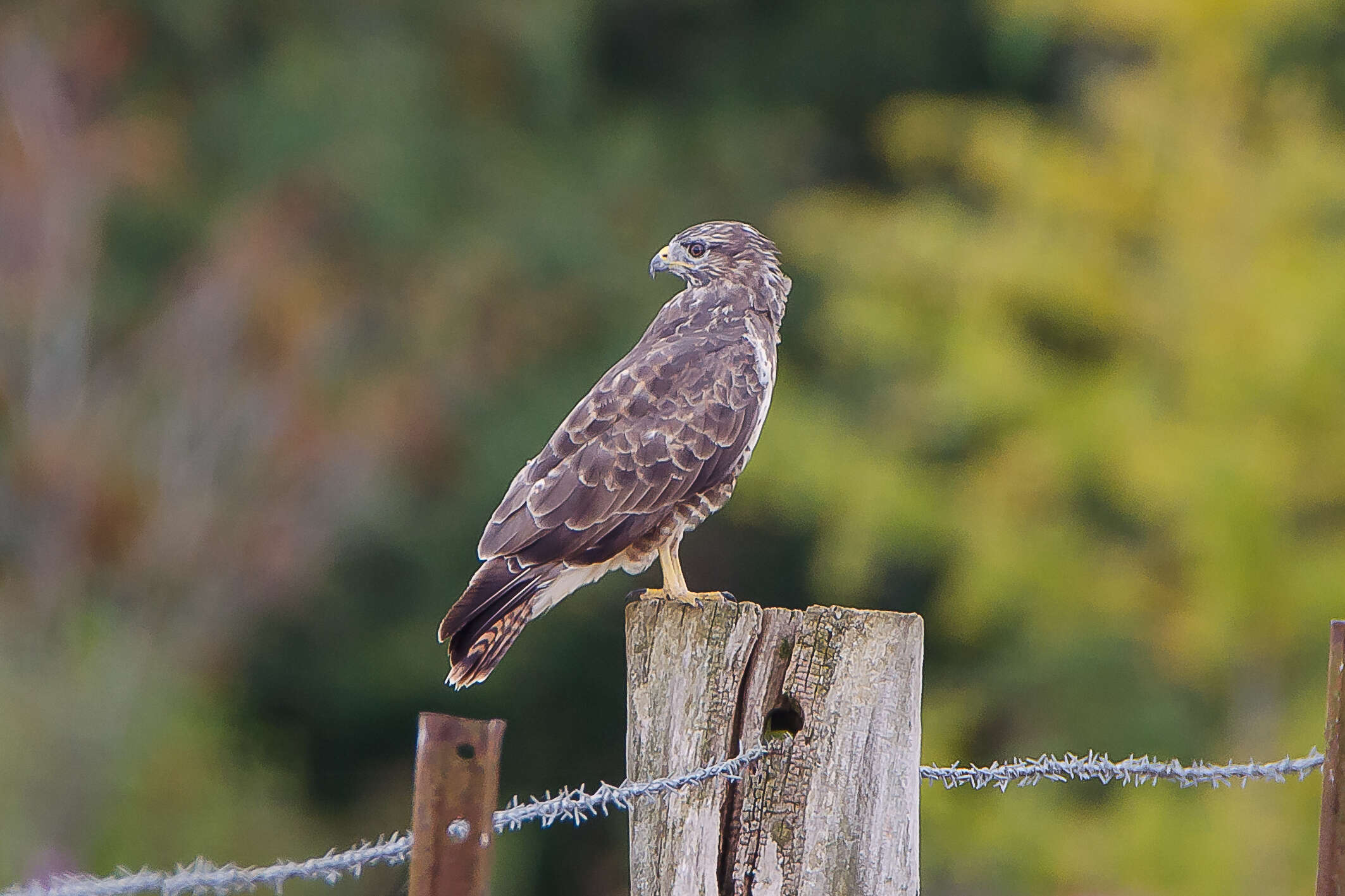 Image of Common Buzzard