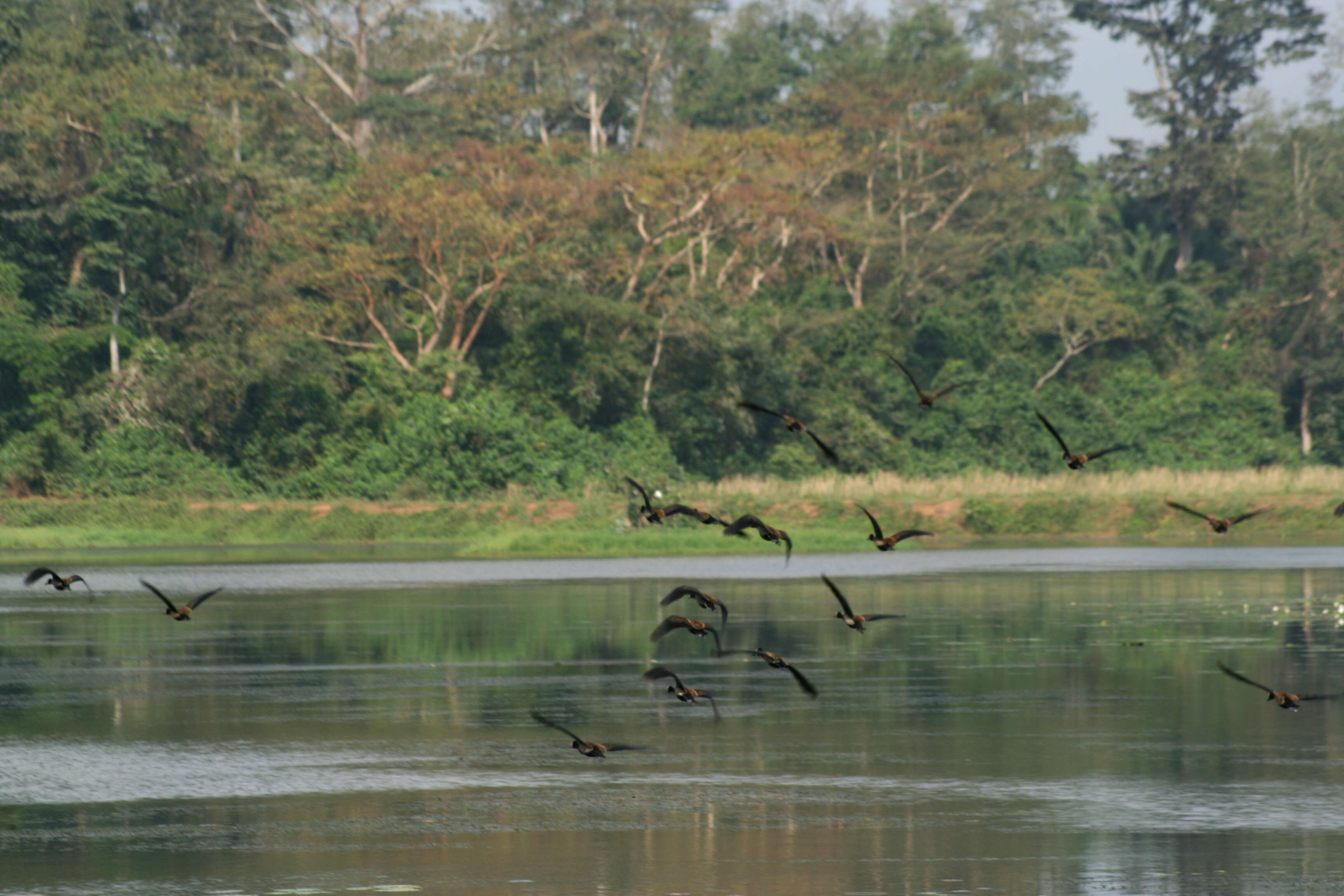 Image of White-faced Whistling Duck