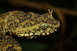 Image of Usambara Eyelash Viper