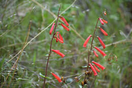 Image of beardtongue