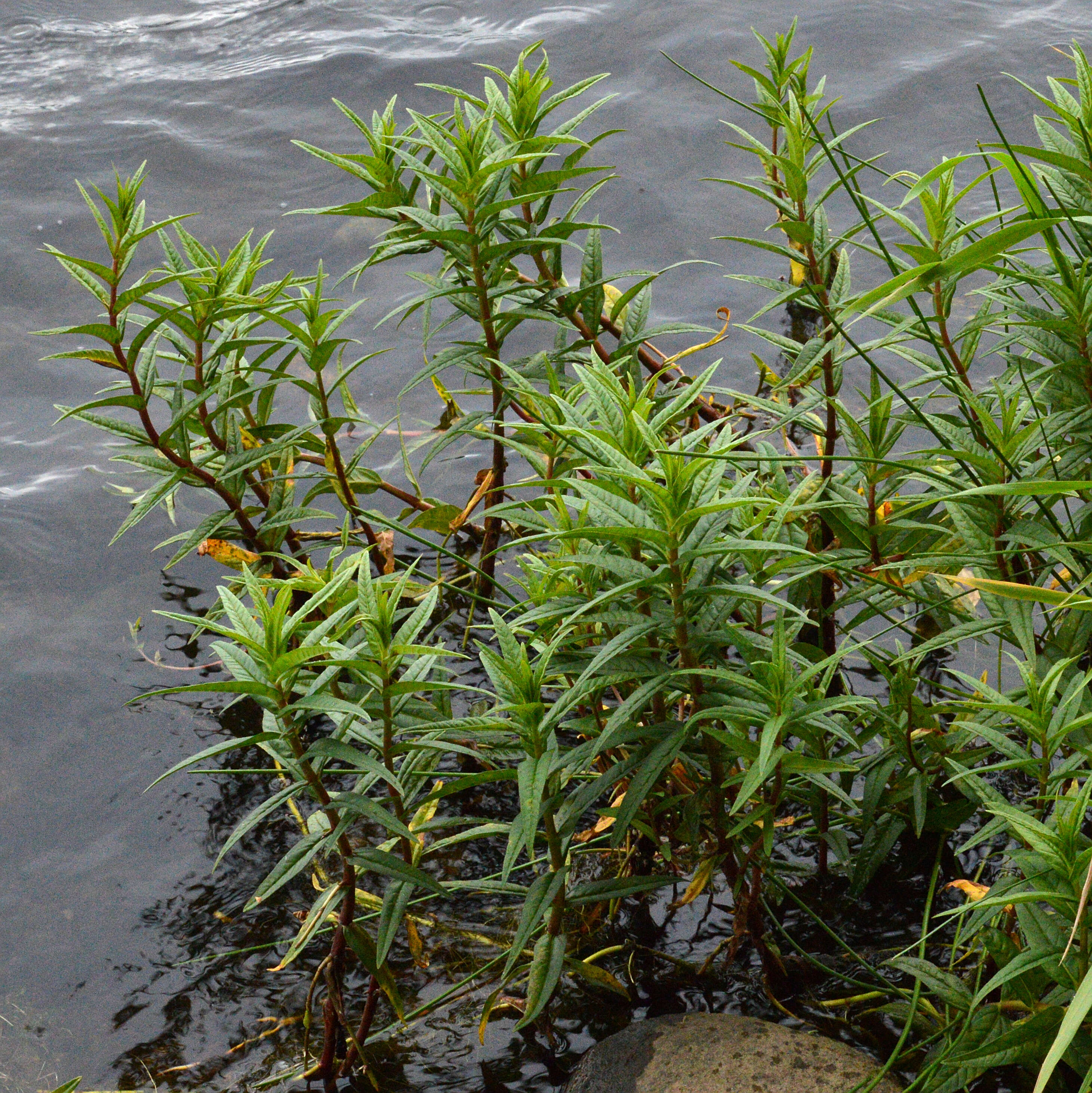 Image of Tufted Loosestrife