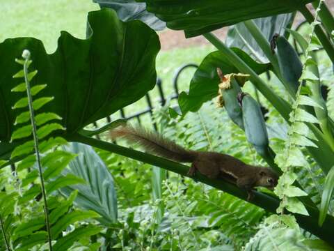 Image of Plantain Squirrel