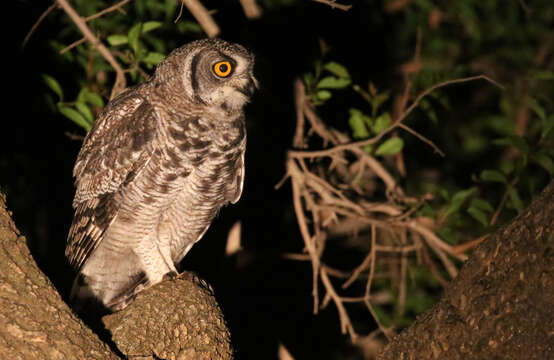 Image of Spotted Eagle-Owl