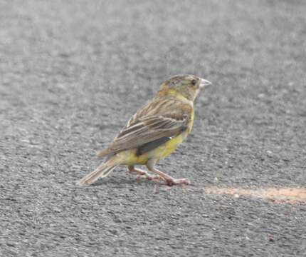 Image of Black-headed Bunting