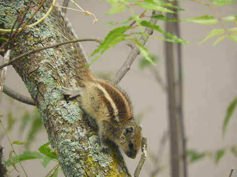 Image of Indian palm squirrel