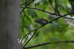 Image of Red-eyed Vireo