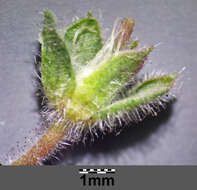 Image of Round-leaved Crane's-bill