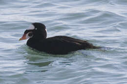 Image of scoter