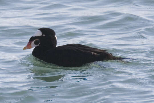 Image of scoter