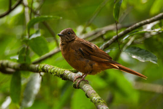 Image of Fraser's Rufous Thrush