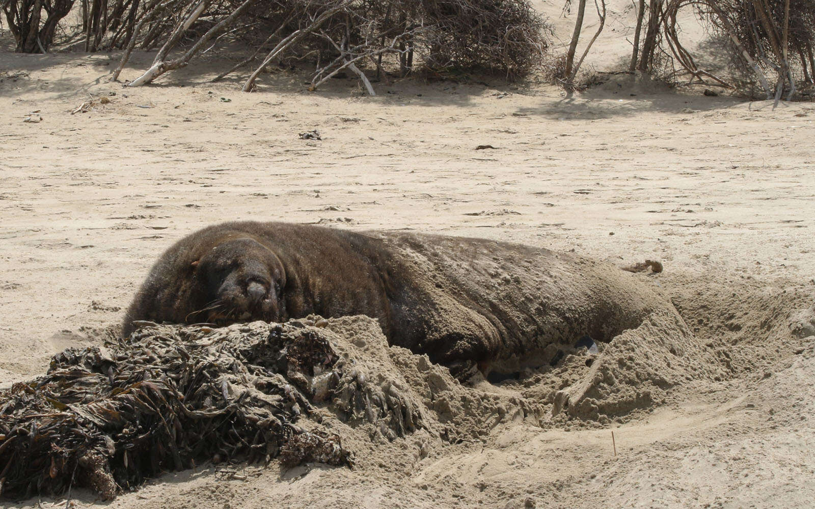 Image of New Zealand sea lion