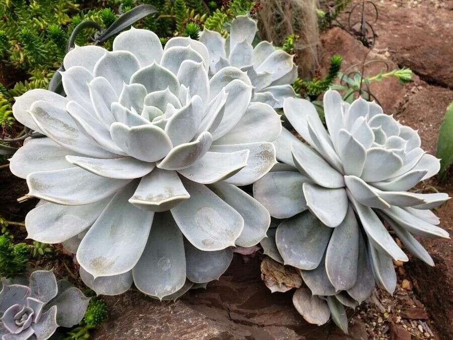 Image of Echeveria lilacina M. Kimnach & R. Moran