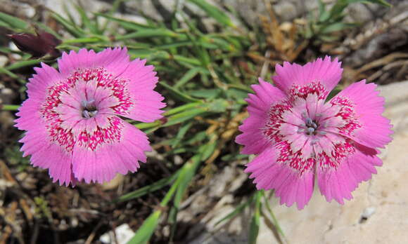 Image de Dianthus callizonus Schott & Kotschy