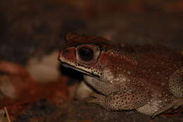 Image of asian black spotted toad