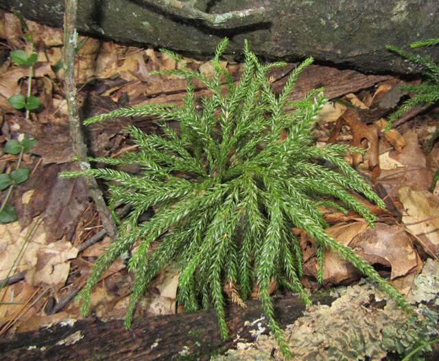 Image of complanate clubmoss