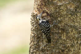 Image of Fulvous-breasted Woodpecker