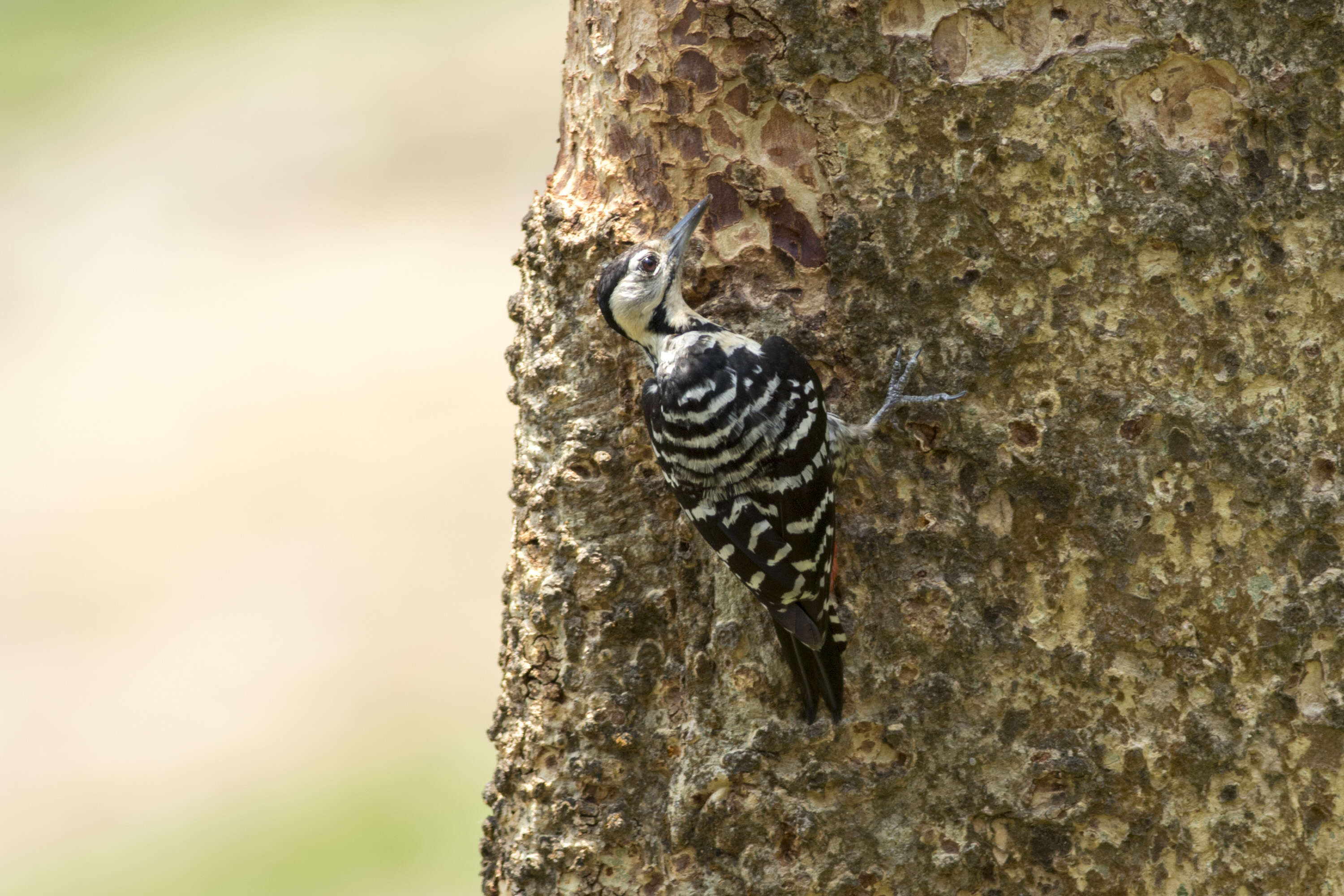 Image of Fulvous-breasted Woodpecker