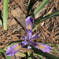 Image of rainbow iris