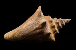 Image of Pink Conch