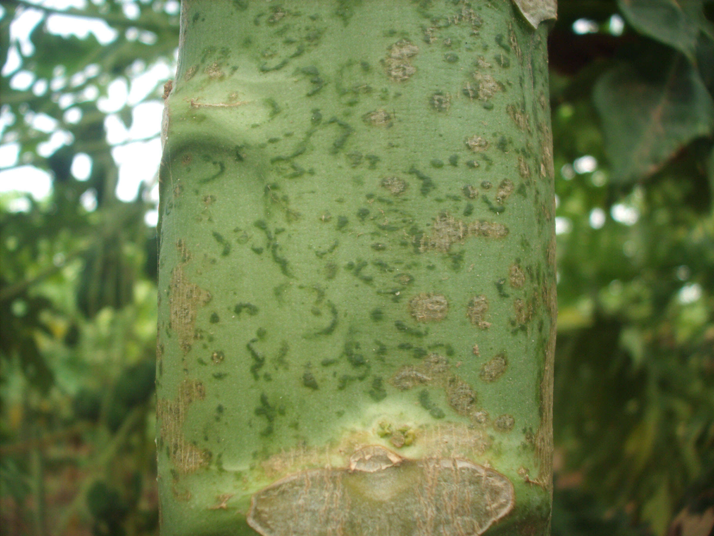 Image of Papaya ringspot virus