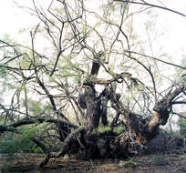 Image of African tamarisk