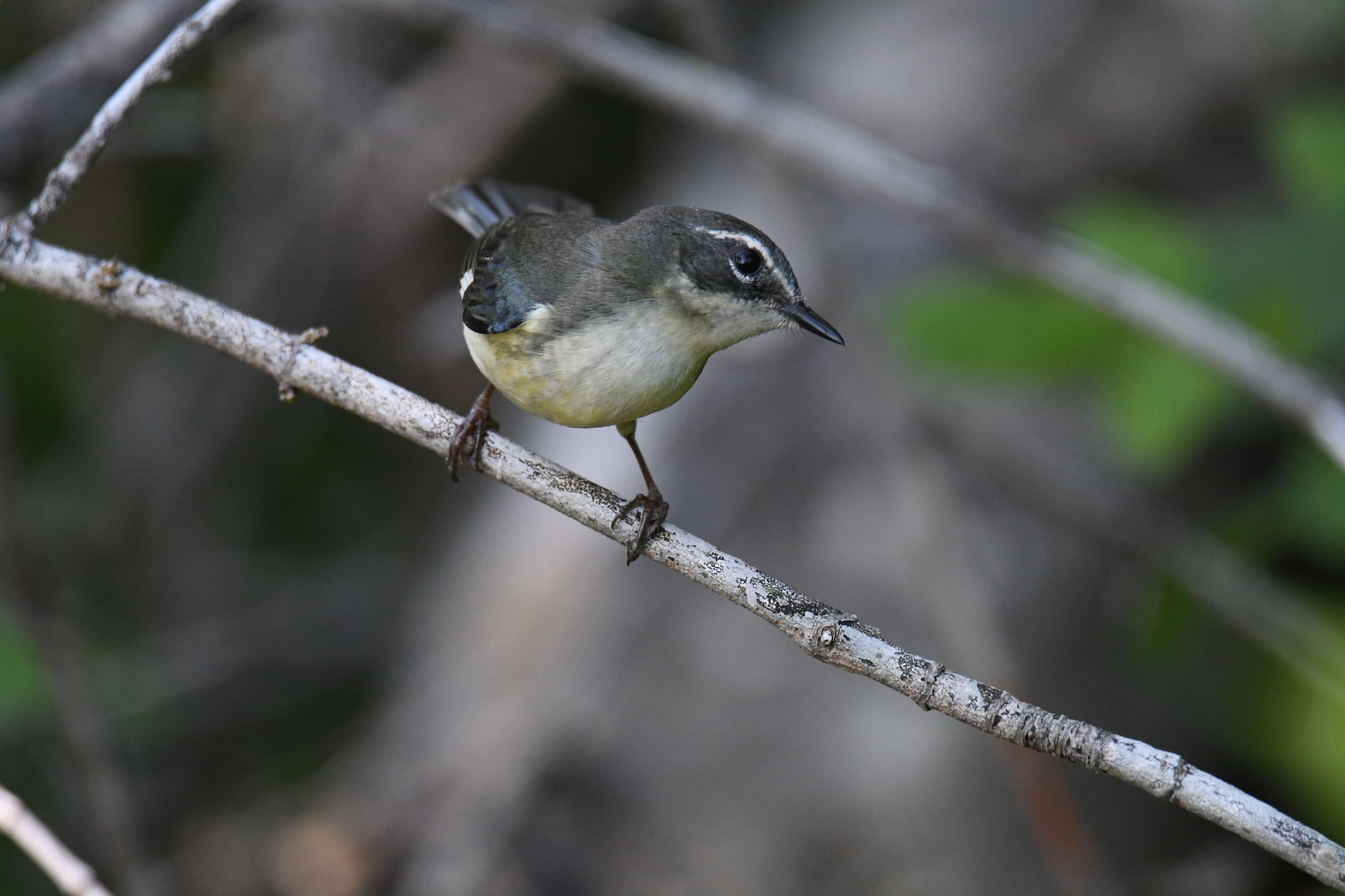 Imagem de Setophaga caerulescens (Gmelin & JF 1789)