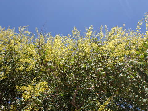 Image of Golden-rain tree