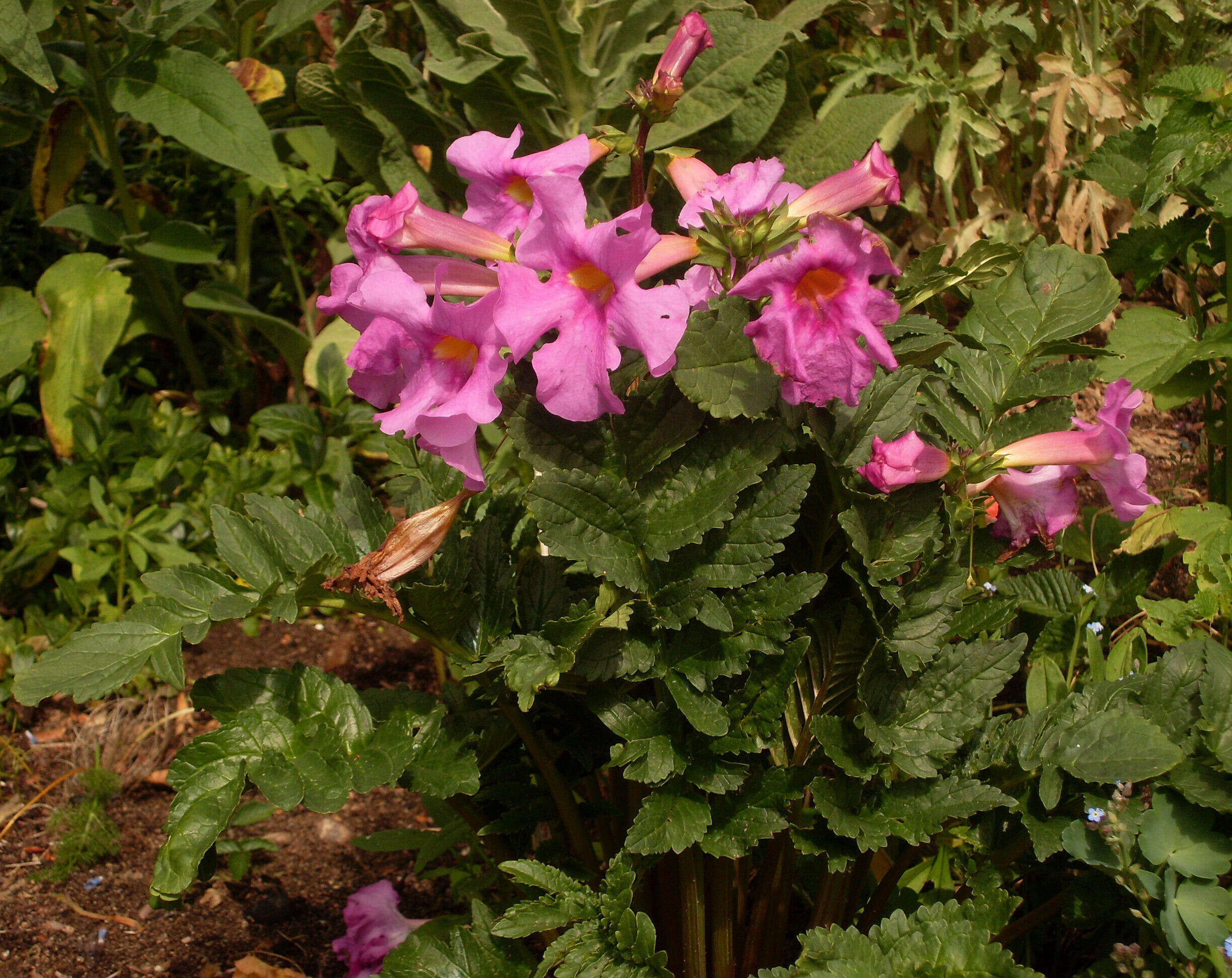 Image of Incarvillea delavayi Bureau & Franch.