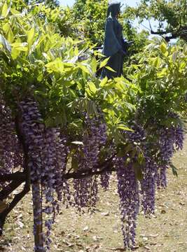 Image of wisteria