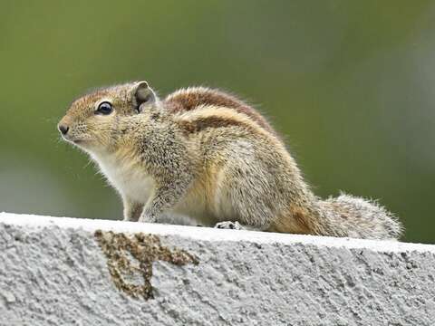 Image of Indian palm squirrel